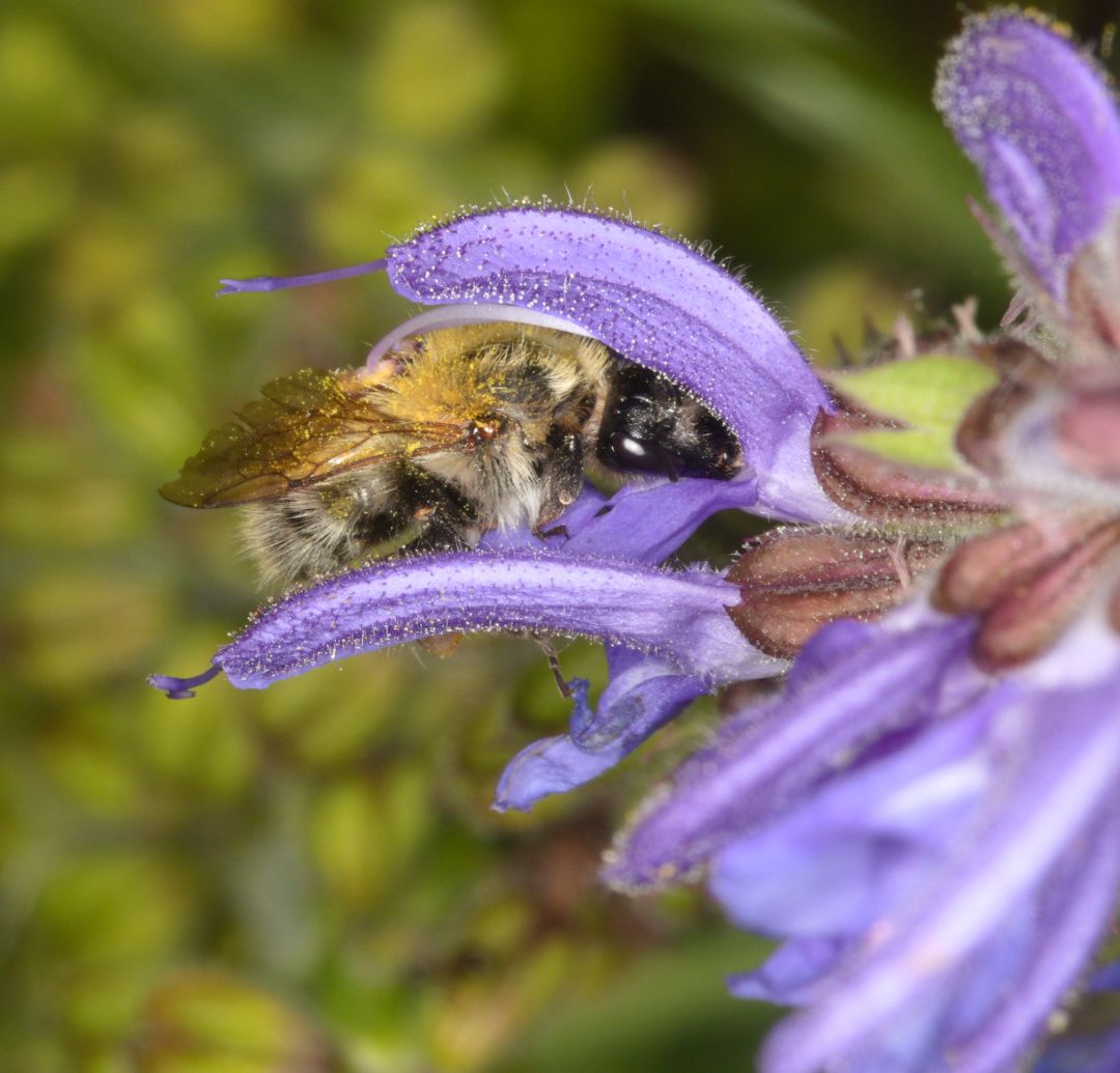 Eine Ackerhummel ist tief in eine lilafarbene Salbeibl&uuml;te eingedrungen. Dadurch l&ouml;st sie einen Mechanismus der Bl&uuml;te aus. Die Staubgef&auml;&szlig;e senken sich herab, so dass sie die den behaarten R&uuml;cken der Biene ber&uuml;hren. So wird sichergestellt, dass die Biene ihren Pollen weitertragen wird.