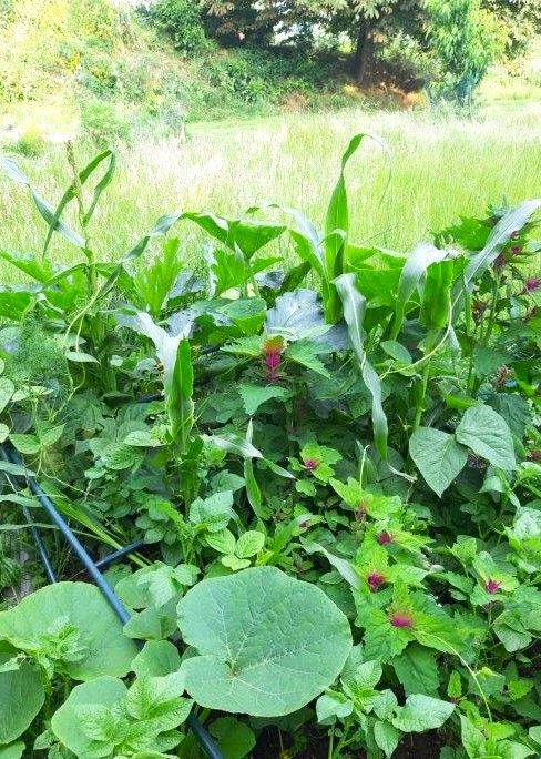 Auf dem Bild sieht man ein Feld mit verschiedenen Gem&uuml;sesorten in Mischkultur.