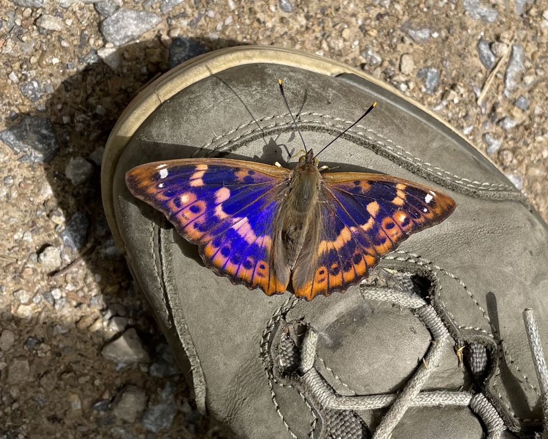 Ein blau schillernder Schmetterling sitzt auf einem Arbeitsstiefel.