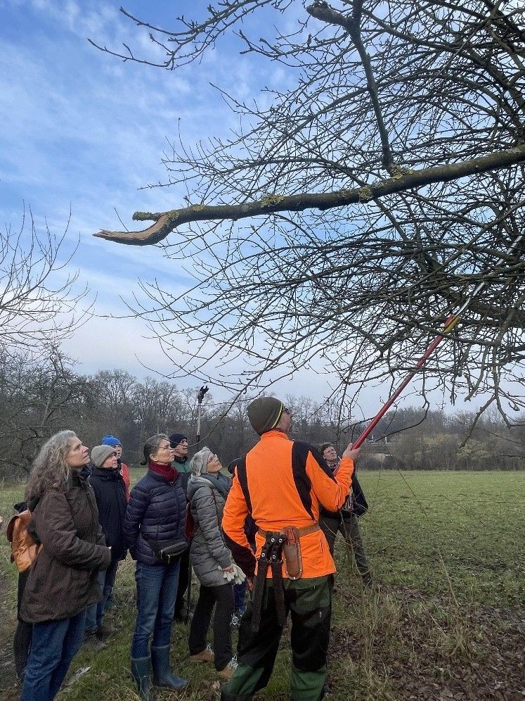 Ein Referent zeigt den Teilnehmenden mit einem Langentaster an einem kahlen Obstbaum, wie der Schnitt durchgef&uuml;hrt werden sollte.