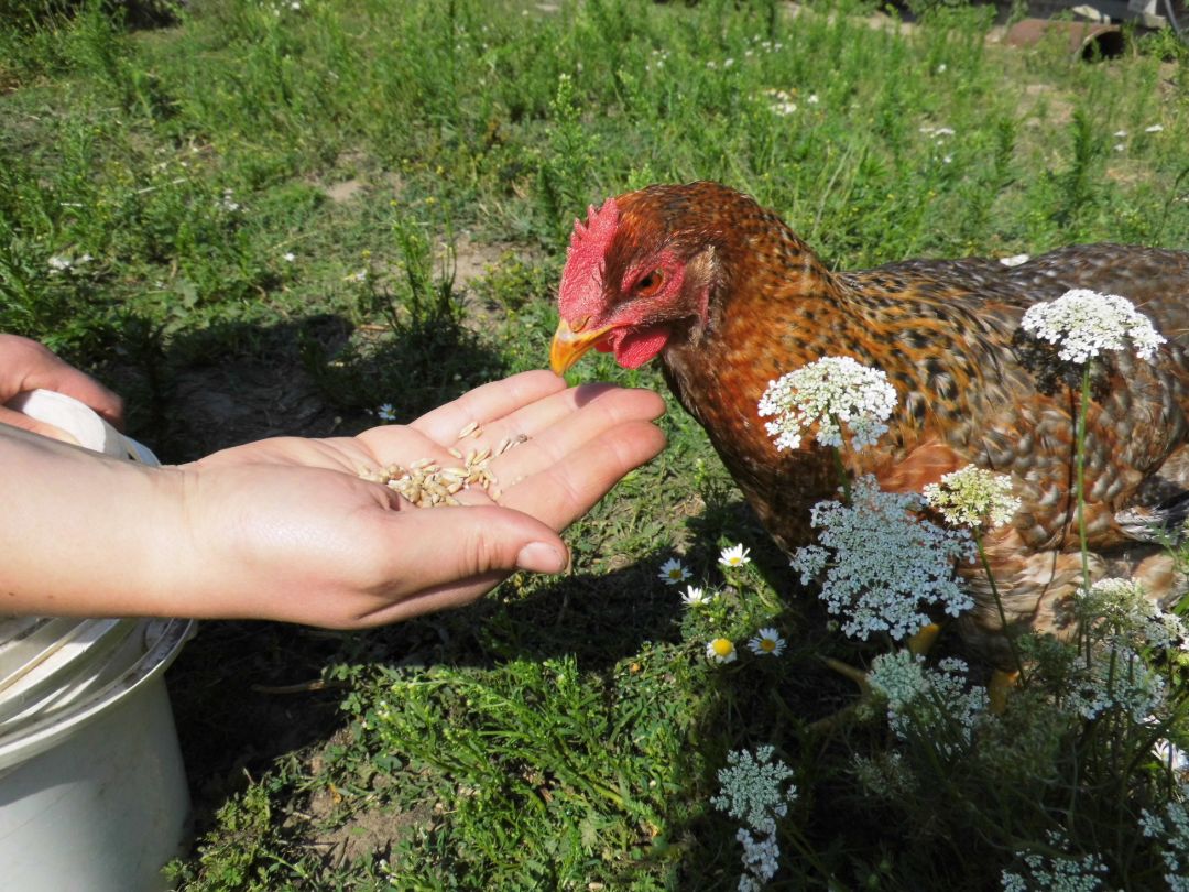 Eine Hand h&auml;lt H&uuml;hnerfutter einem Hund entgegen, in der unteren Ecke prangt das Icon des SDG 4 (Hochwertige Bildung).