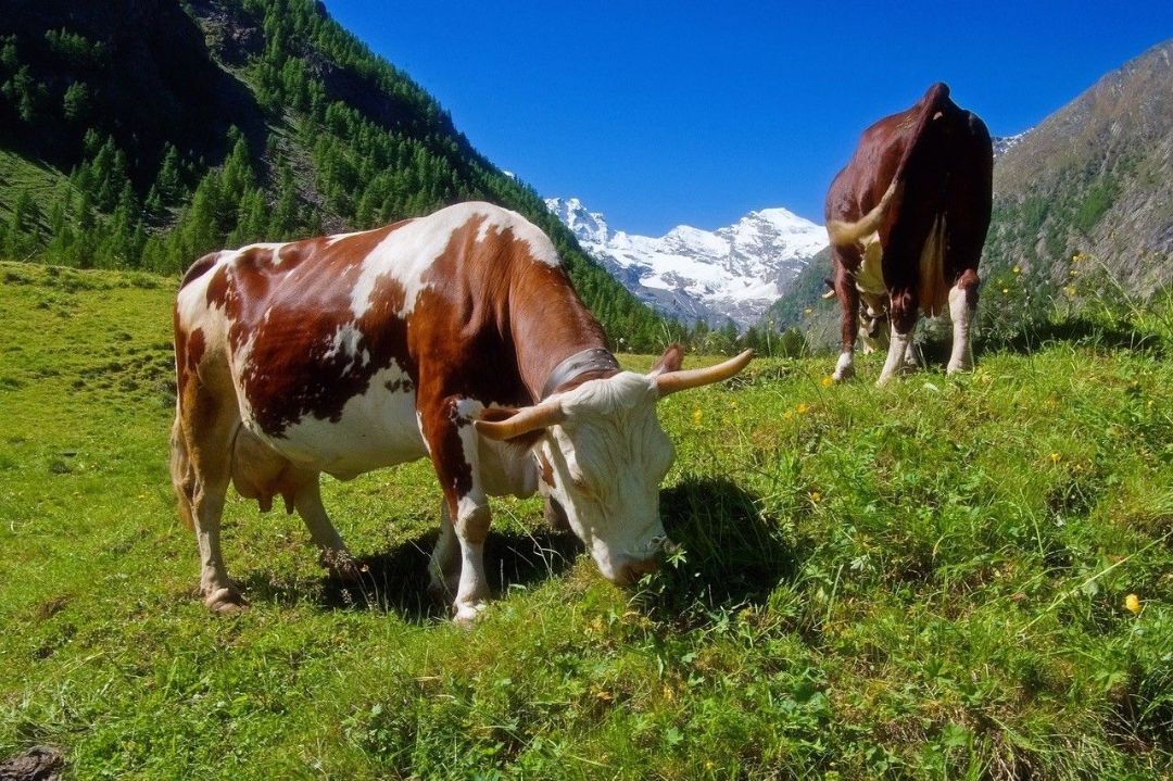 Zwei braun-wei&szlig;e K&uuml;he grasen auf einer Alm. Im Hintergrund schneebedeckte Berge und blauer Himmel