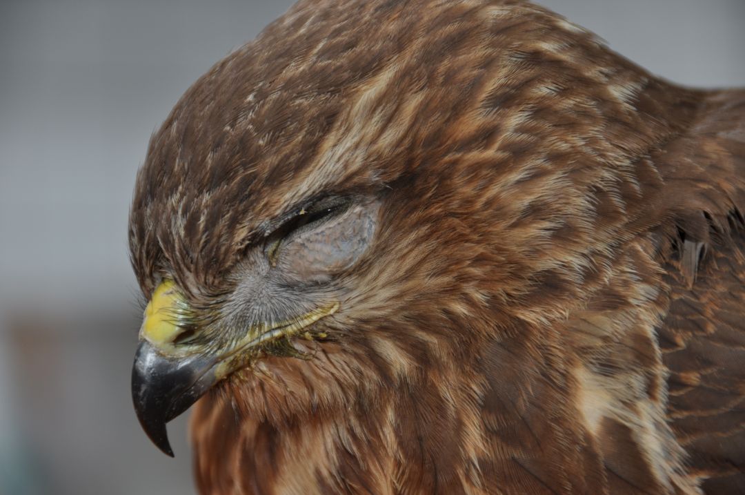 abgebildet ist ein stark geschw&auml;chter M&auml;usebussard
