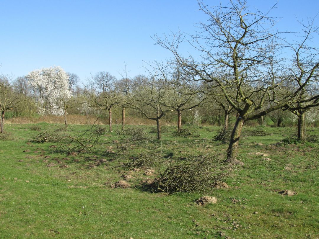 Unter blauem Himmel ist eine Wiese mit frisch beschnittenen Obstb&auml;umen zu sehen. Das entnommene Astwerk liegt in vielen kleinen Haufen um die B&auml;ume verteilt.