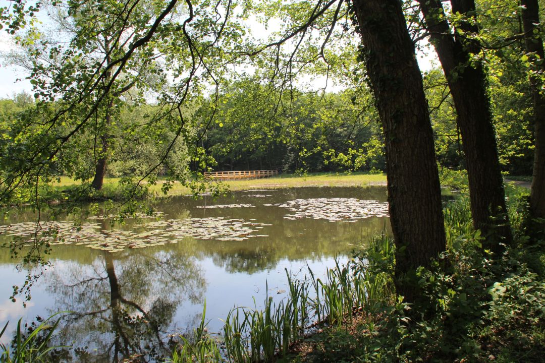 Der Blick geht vom Rande eines kleinen, teilweise von Seerosen bedeckten, Gew&auml;ssers zum gegen&uuml;berliegenden Ufer. Dort ist ein Steg aus Holz vor dem, die Szenerie einfassenden, Waldrand zu sehen.