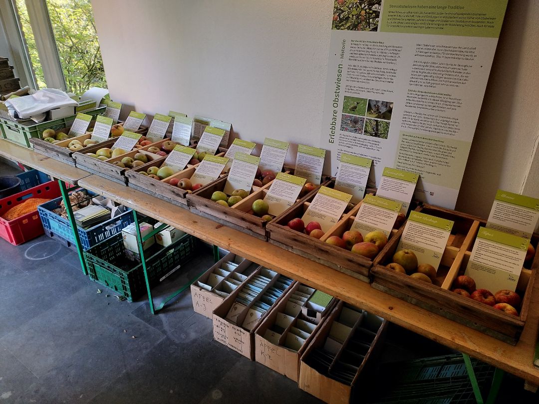 Auf einem Tisch stehen zw&ouml;lf Holzkisten mit je vier F&auml;chern. In jedem Fach liegt eine Handvoll &Auml;pfel einer Sorte und ein Steckbrief mit ihren wichtigsten Merkmalen.