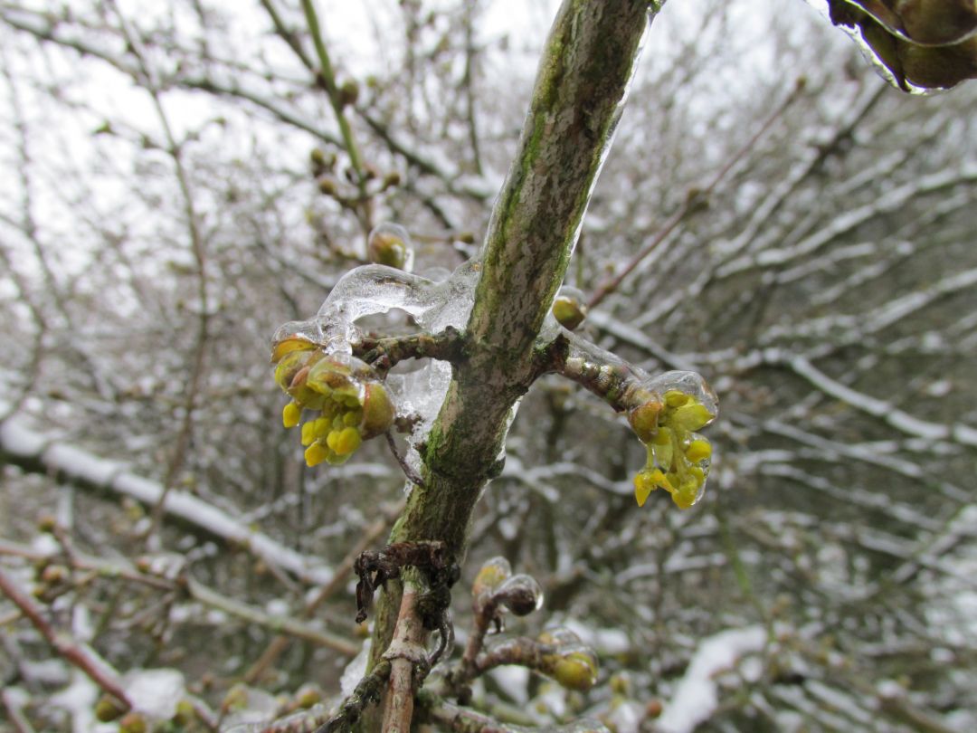 Im Vordergrund ist ein unbelaubter Ast der Kornelkirsche zu sehen, an dem die gelben Bl&uuml;ten unter einer klaren Eisschicht erkennbar sind. Den Bildhintergrund bildet verschwommenes blattloses Astwerk.