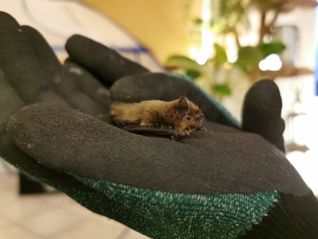 Eine Zwergfledermaus (Pipistrellus pipistrellus) sitzt auf der behandschuhten Hand einer Fledermauspflegerin.