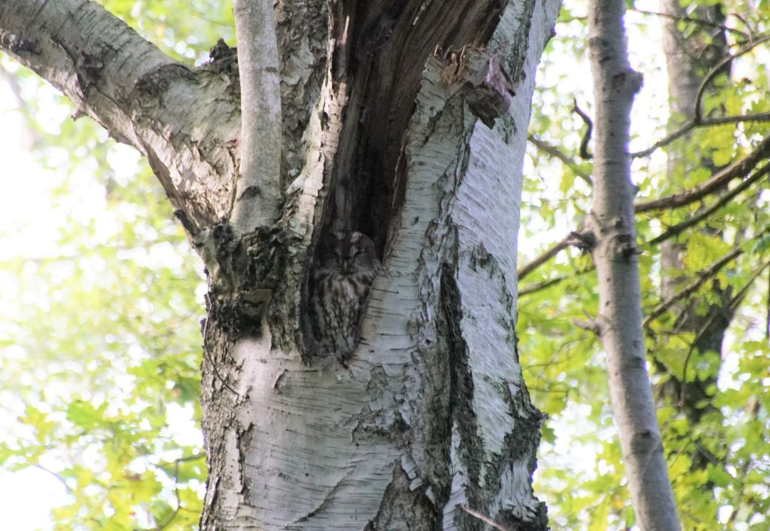 Waldkauz mit geschlossenen Augen in seiner Bruth&ouml;hle in einer alten Birke.