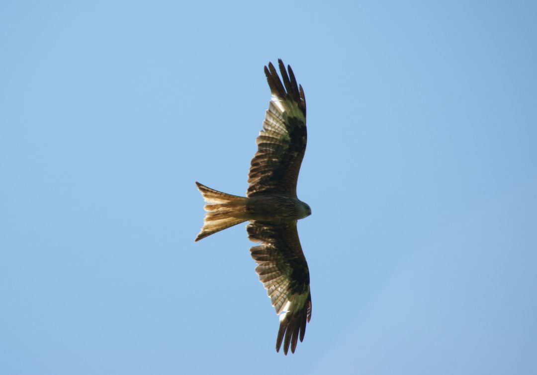 Rotmilan von unten vor blauem Sommerhimmel.