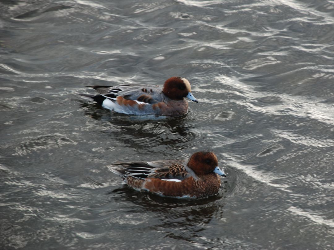 2 m&auml;nnliche Pfeifenten  in unterschiedlichen Mauserstadien auf einer grauen, bewegten Wasserfl&auml;che, von links nach rechts schwimmend.