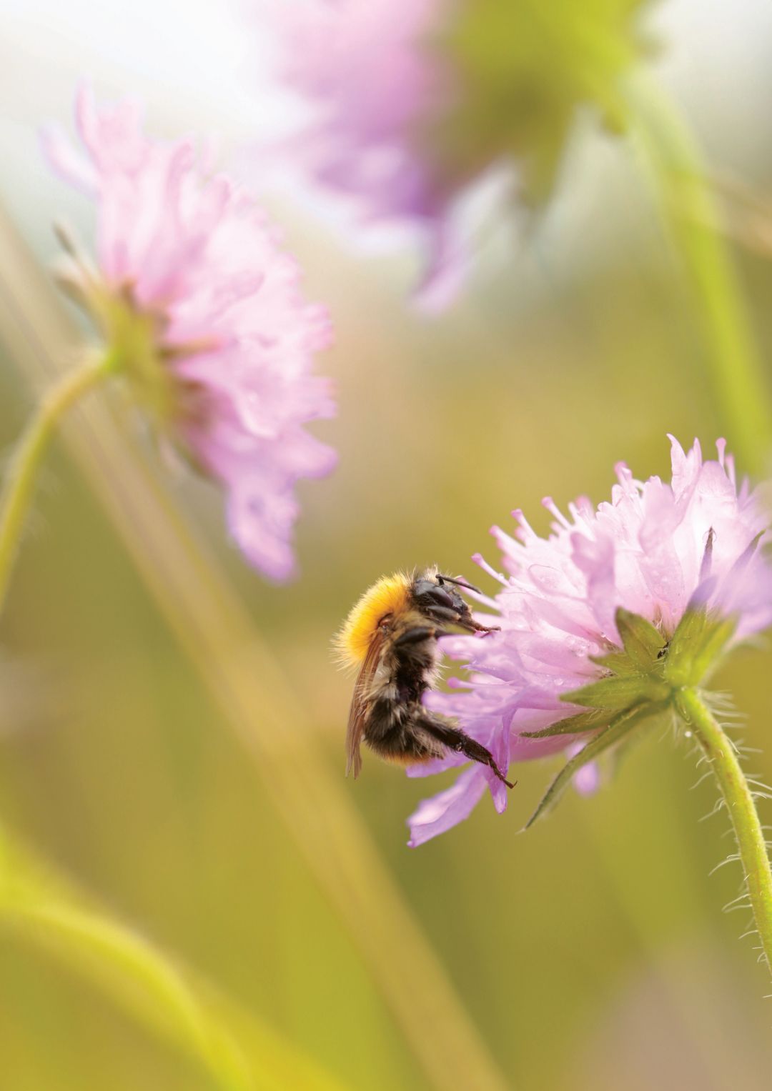 Eine haarige Ackerhummel sitzt auf einer violetten Bl&uuml;te auf der Suche nach Nektar.