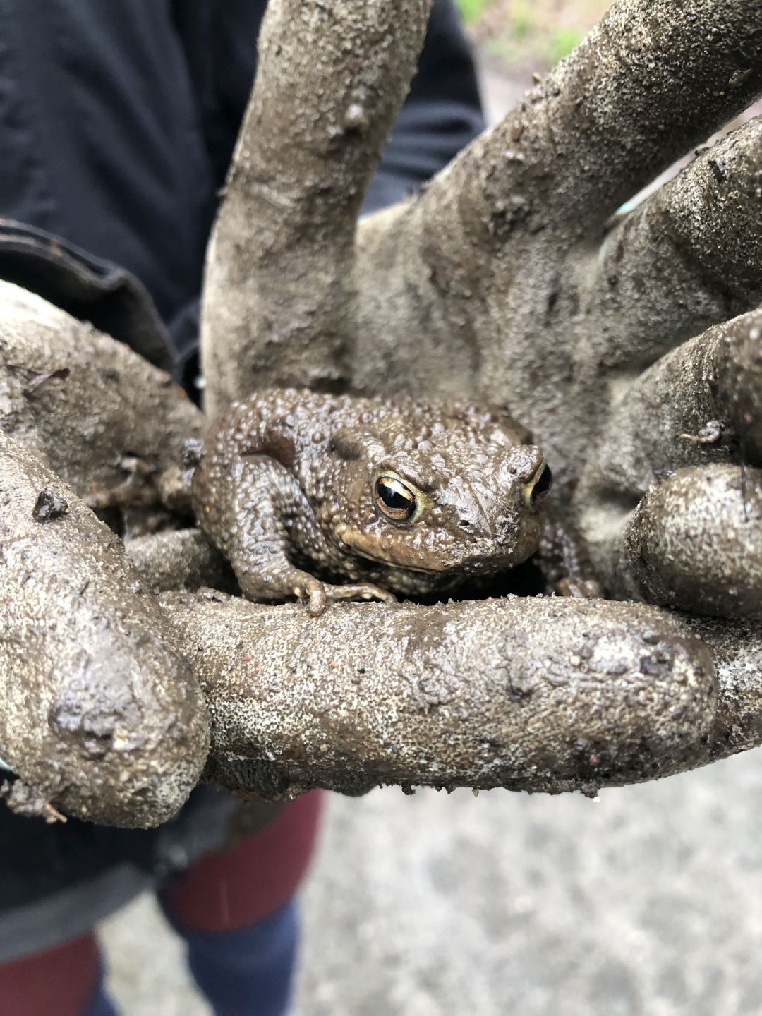 Eine grau-braune Erdkr&ouml;te sitzt auf einer behandschuhten Hand mit &auml;hnlicher F&auml;rbung.