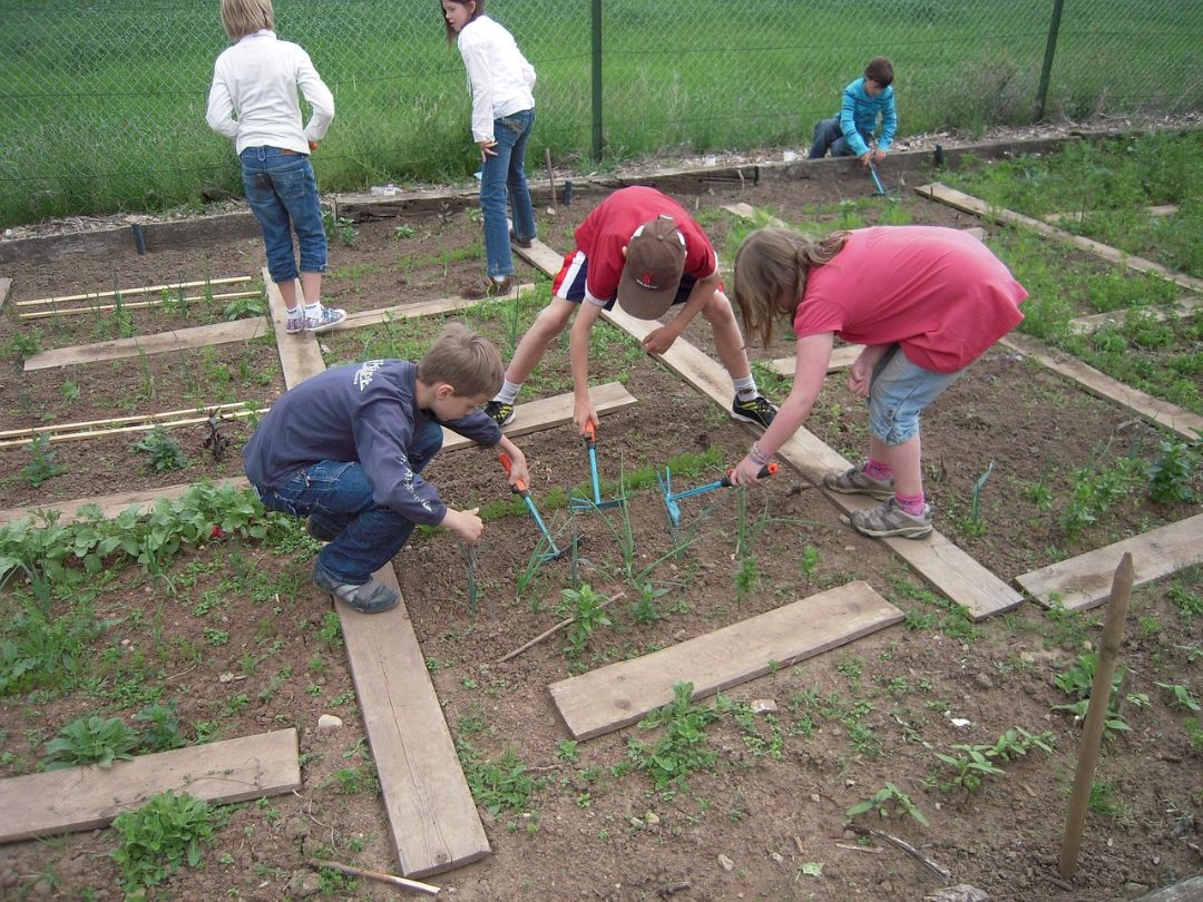 Kinder g&auml;rtnern an Gem&uuml;sebeeten