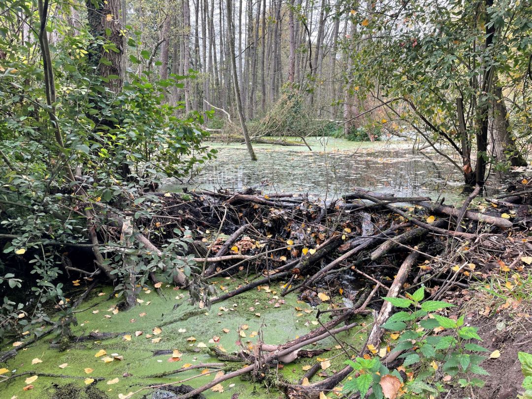 In der Mitte des Bildes ist ein aus &Auml;sten gebauter Biberdamm zu sehen. Oberhalb des Dammes ist das Wasser zu einem See aufgestaut.Im Hintergrund und im Wasser sind teils abgestorbene B&auml;ume, liegend und stehend, zu sehen. Unterhalb ist der Wasserspiegel deutlich niedriger. Hier ist der Bach mit Pflanzen bewachsen.