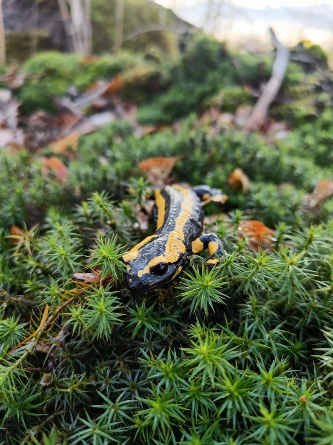 Schwarz-gelber Feuersalamander im Wald auf einem gr&uuml;nen Moosteppich