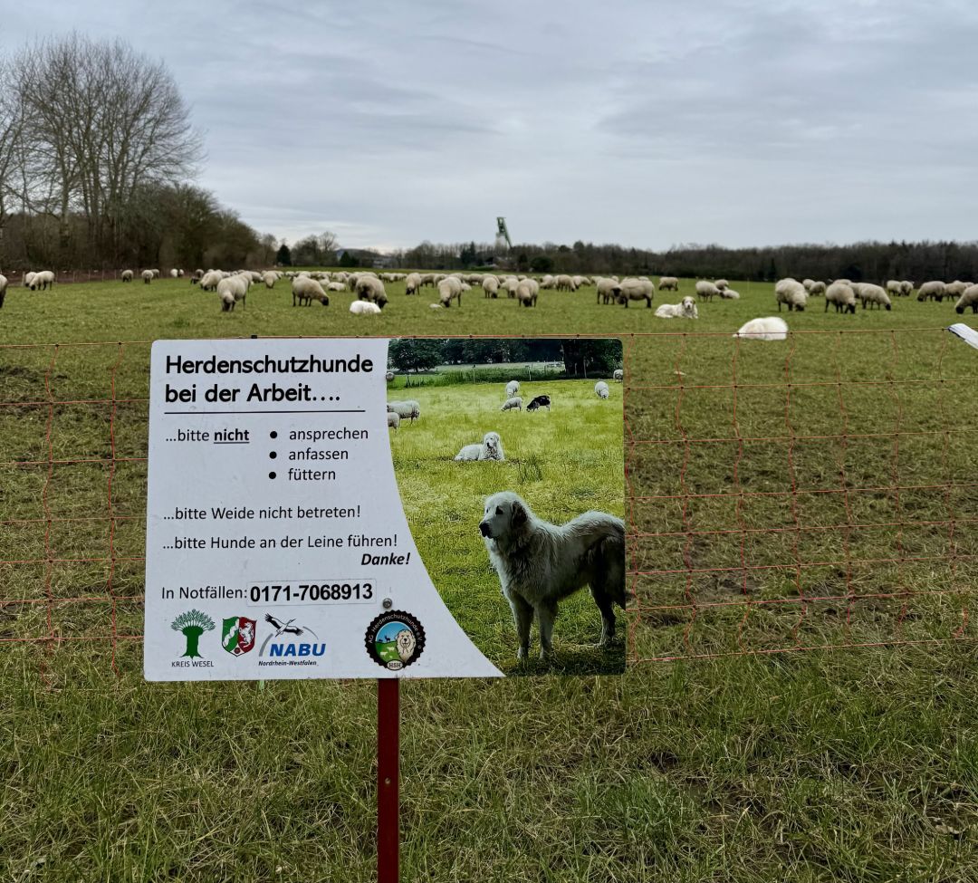 Im Vordergrund ein Schild, welches auf einem Pfahl im Boden steckt, auf dem erkl&auml;rt wird, dass Herdenschutzhunde auf dieser Weide arbeiten und was man beachten muss. 
Im Hintergrund eine eingez&auml;unte Schafherde auf einer Wiese.
