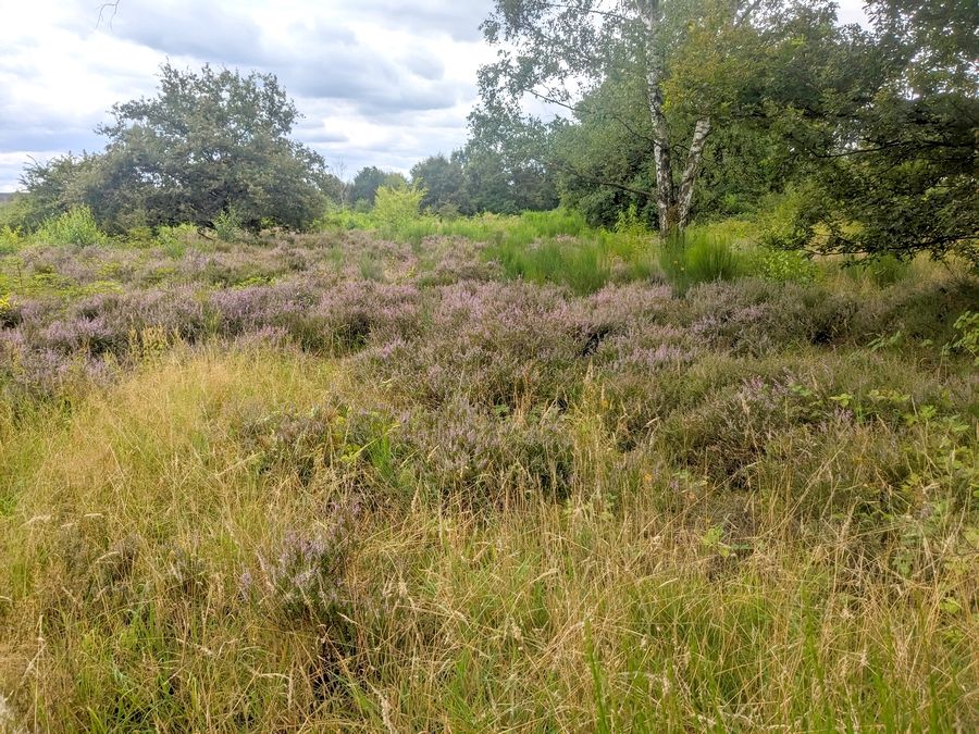 Eine naturnahe Landschaft mit B&auml;umen, Str&auml;uchern, Gr&auml;sern und Lebensraum f&uuml;r viele Tierarten im st&auml;dtischen Umfeld