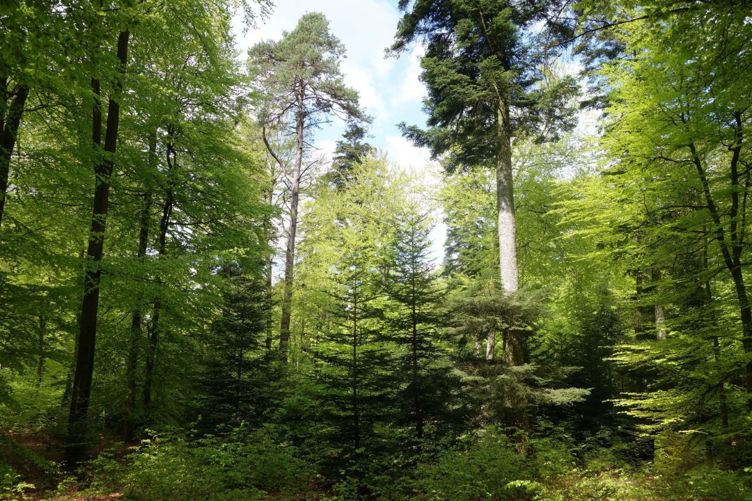 Das Foto zeigt einen lebendigen Dauerwald mit einer Mischung aus Laub- und Nadelb&auml;umen. Die B&auml;ume stehen dicht beieinander, ihre Kronen bilden ein geschlossenes Bl&auml;tterdach, durch das Sonnenstrahlen sanft auf den Waldboden fallen. Dieser ist &uuml;ppig mit gr&uuml;ner Vegetation bedeckt &ndash; Moose, Farne und junge Pflanzen schaffen eine nat&uuml;rliche, vielf&auml;ltige Kulisse. Die Atmosph&auml;re wirkt ruhig und urspr&uuml;nglich, fast m&auml;rchenhaft. Der Wald vermittelt den Eindruck eines intakten &Ouml;kosystems, in dem verschiedene Altersstufen und Baumarten nebeneinander existieren. Das Bild l&auml;dt zum Verweilen ein und zeigt eindrucksvoll die Sch&ouml;nheit und Bedeutung naturnaher Waldstrukturen.