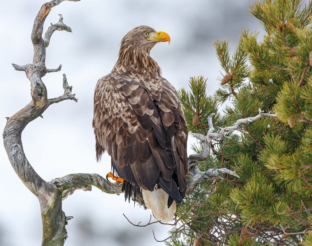 Ein Seeadler sitzt auf einem abgestorbenen Ast eines Baumes und beobachtet sein Umfeld