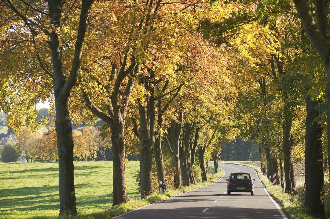 Eine Baumallee im Sp&auml;tsommer mit bereits gelben Bl&auml;ttern. Auf der Stra&szlig;e ein kleiner schwarzer PKW.