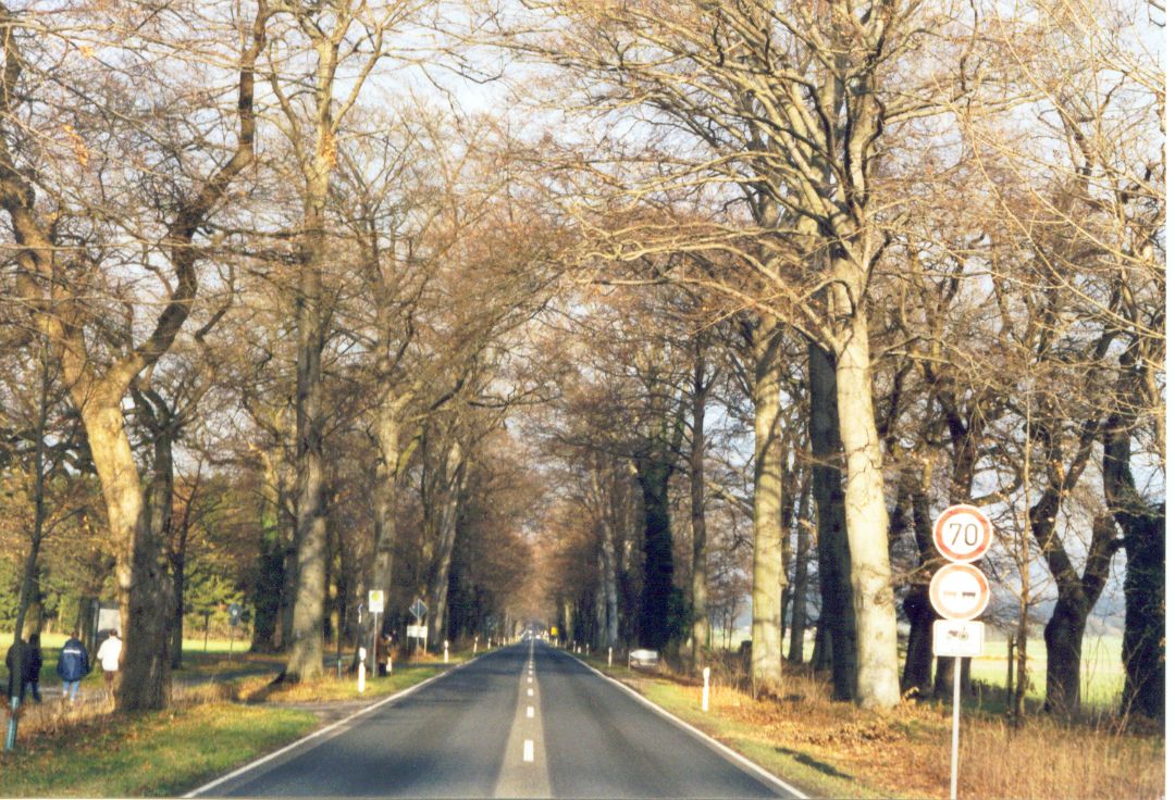 Das Bild zeigt die historische F&uuml;rstenallee.