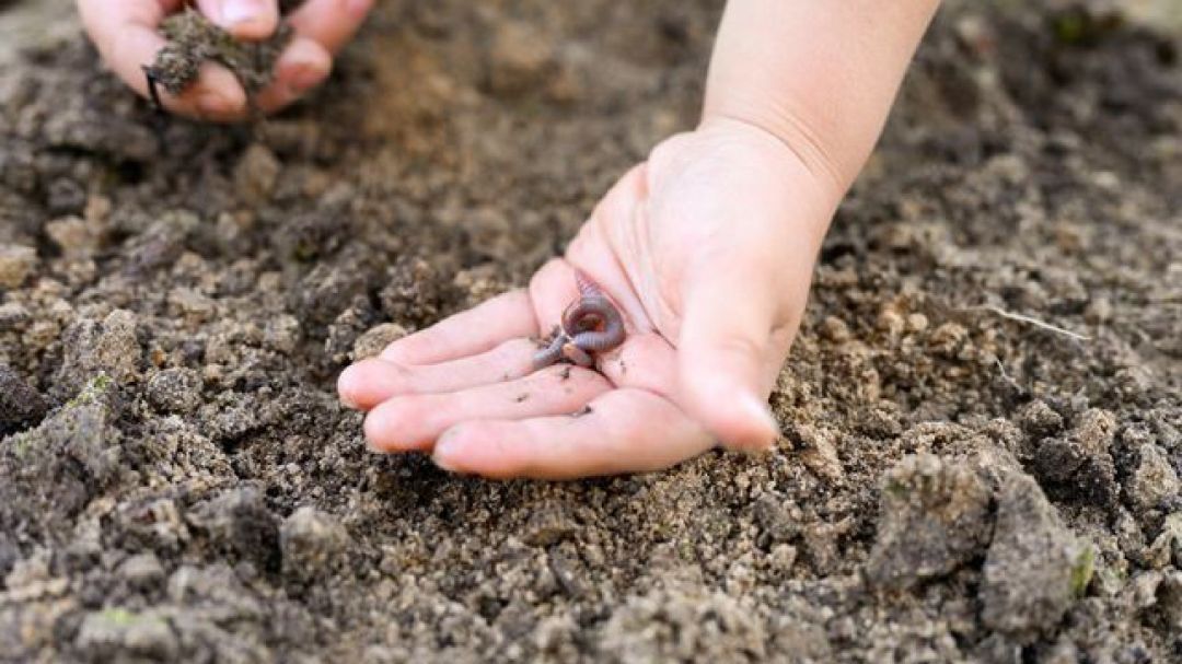 Zwei Kinderh&auml;nde untersuchen den Boden.Auf der Handfl&auml;che liegt ein Wurm.