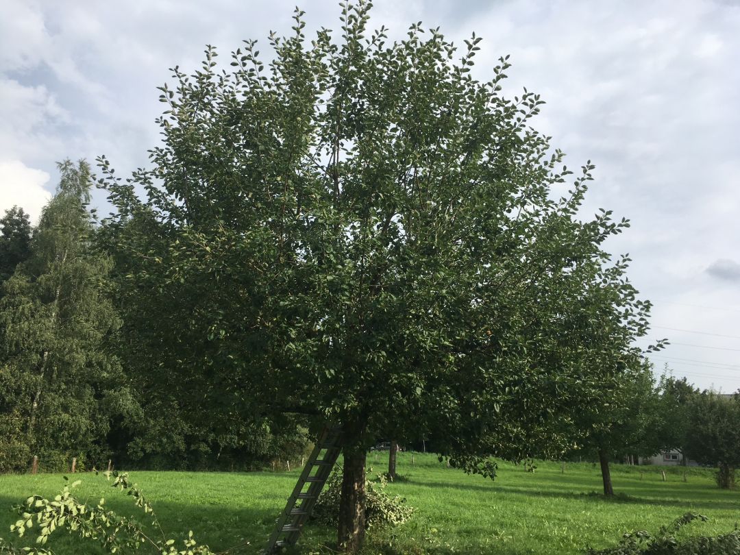 Auf einer Streuobstwiese lehnt eine Holzleiter in einem Apfelbaum, der beschnitten werden soll.