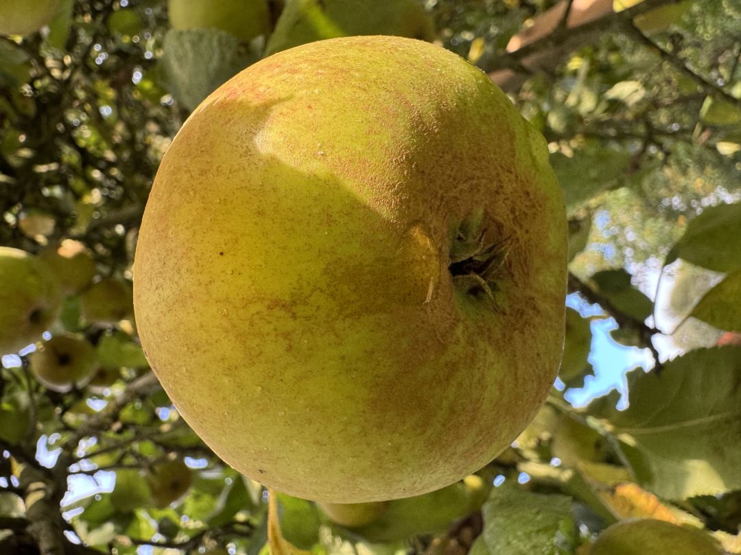 Ein strahlend gelber Boskop-Apfel strahlt in der Sonne des Fr&uuml;hherbstes.