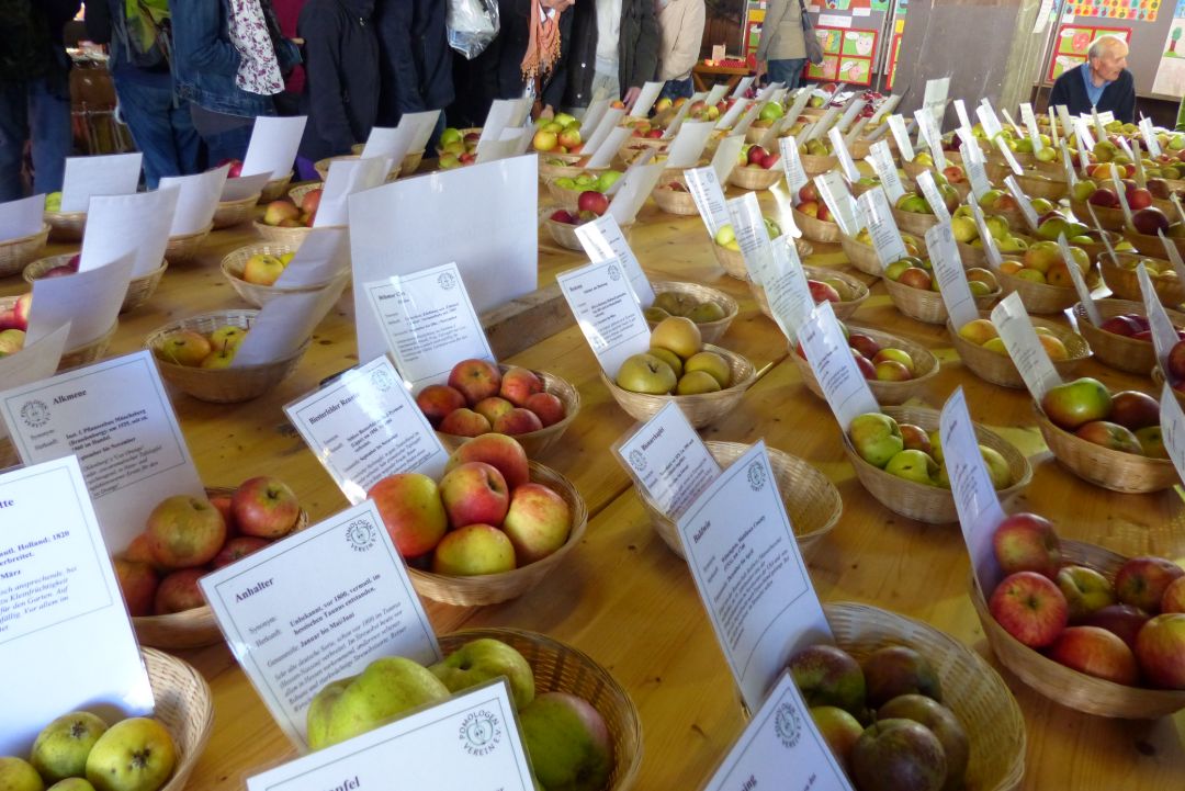 Gr&uuml;n und Rot leuchten die verschiedensten Apfelsorten