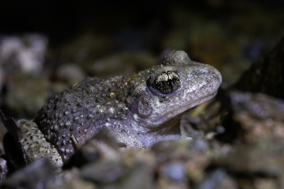 Nahaufnahme des Profils einer Geburtshelferkr&ouml;te. Die Augen leuchten golden.