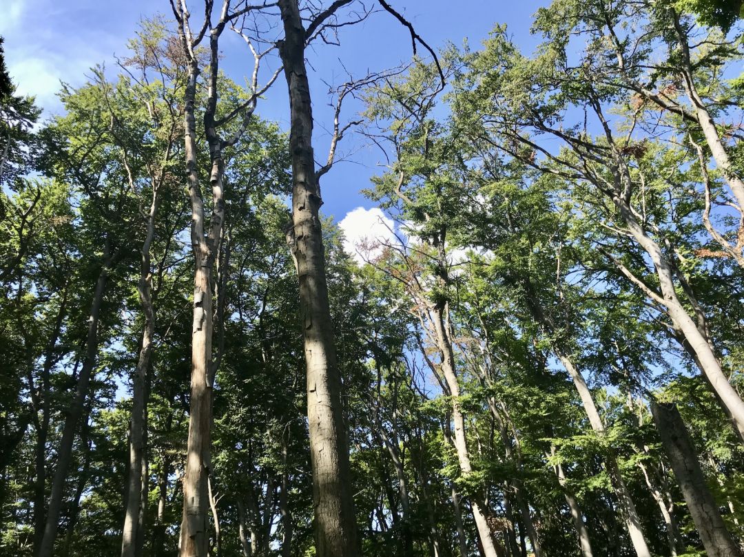 Das Bild zeigt einen lichten Buchenwald an einem sonnigen Tag. Viele der schlanken Baumst&auml;mme stehen dicht beieinander. Einige B&auml;ume sind kahl oder abgestorben, ihre &Auml;ste ragen nackt in den Himmel. Sonnenlicht f&auml;llt durch das gr&uuml;ne Bl&auml;tterdach, der Himmel ist blau mit wenigen wei&szlig;en Wolken.