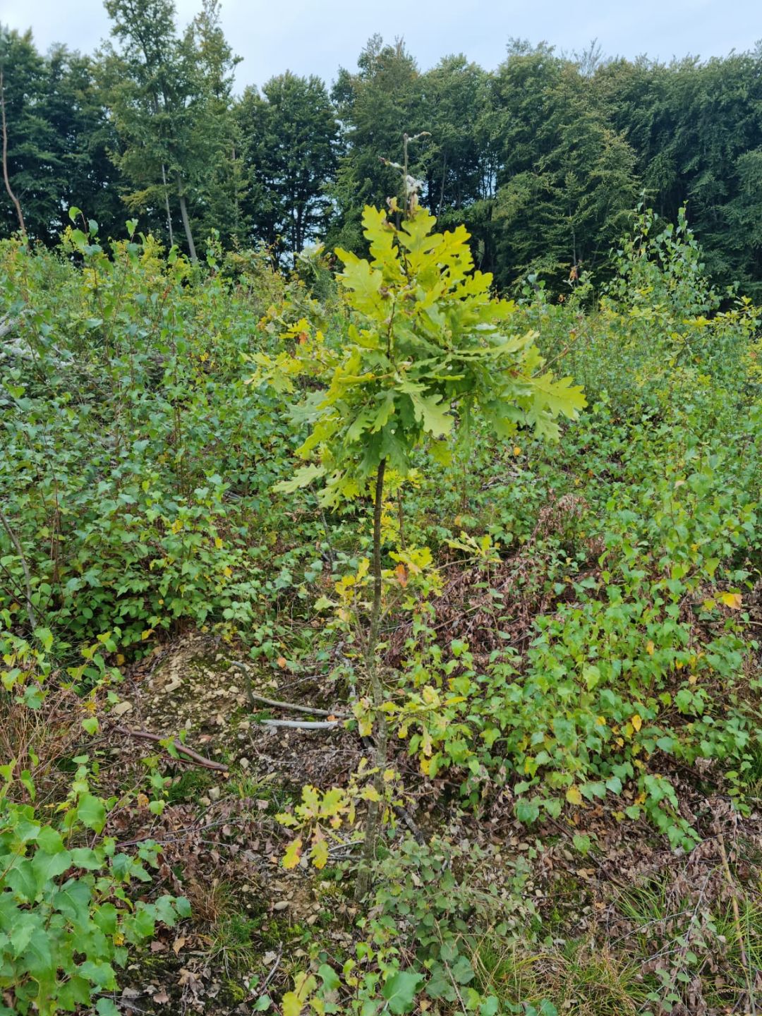 Das Bild zeigt eine junge Eiche, die inmitten einer dicht bewachsenen Waldlichtung steht. Um sie herum wachsen viele niedrige gr&uuml;ne und teils br&auml;unliche Str&auml;ucher. Sie &uuml;berragt die anderen Pflanzen, wie Birken und Bergahorn, die aus der Naturverj&uuml;ngung entstanden sind. Der Boden ist uneben und mit Laub, Zweigen und Gras bedeckt. Im Hintergrund sieht man eine dichte Baumreihe &auml;lterer, hoher B&auml;ume.