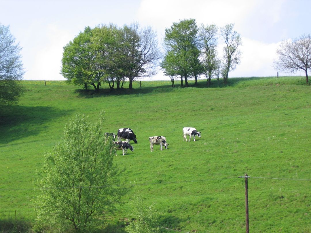 K&uuml;he auf einer Weide im Bergischen Land.