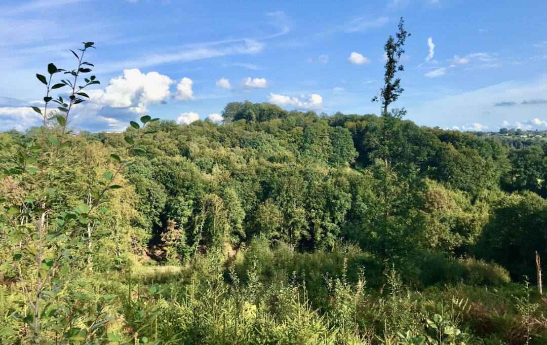Das Bild zeigt eine h&uuml;gelige Waldlandschaft unter blauem Himmel mit vereinzelten wei&szlig;en Wolken. Im Vordergrund wachsen junge Str&auml;ucher und Gr&auml;ser, dahinter erstreckt sich ein dichter, gr&uuml;ner Laubwald. Die B&auml;ume variieren in H&ouml;he und Farbton, von hellgr&uuml;n bis dunkelgr&uuml;n. Rechts ragt ein einzelner hoher Baum in die H&ouml;he, w&auml;hrend die Ferne sanft in den Horizont &uuml;bergeht.