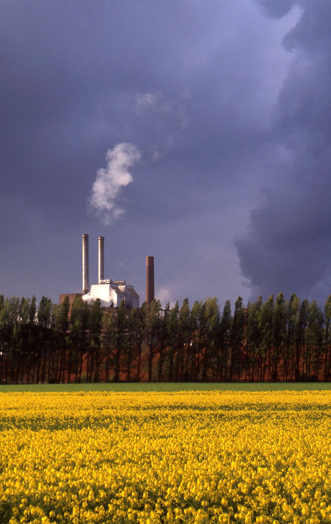 Bl&uuml;hender Rapsacker vor einem Aluwerk bei Bergheim