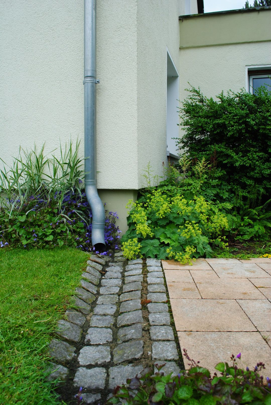 Ein Fallrohr von einem Haus m&uuml;ndet in einem gepflasterten Ablauf f&uuml;r das Regenwasser. Links und rechts davon sind Pflanzen