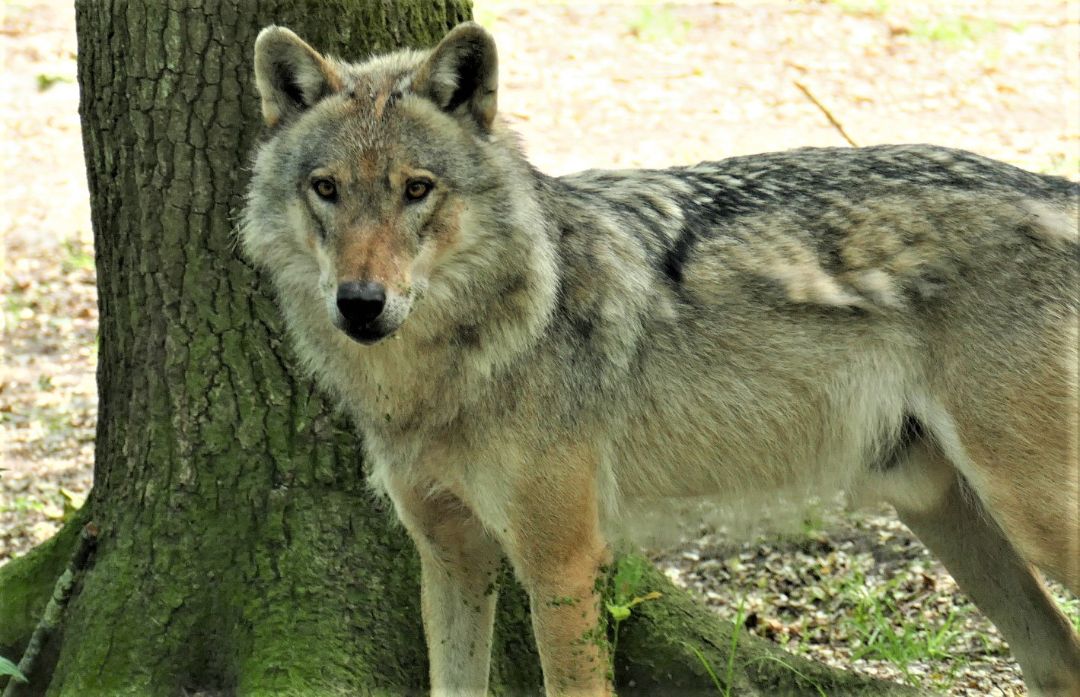 Ein Wolf steht vor einem Baum.