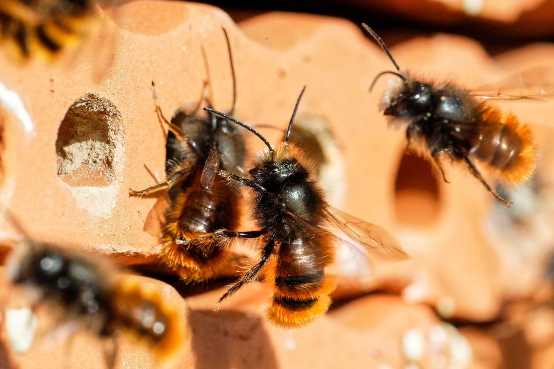 Mauerbienen schweben vor aufget&uuml;rmten Dachziegeln