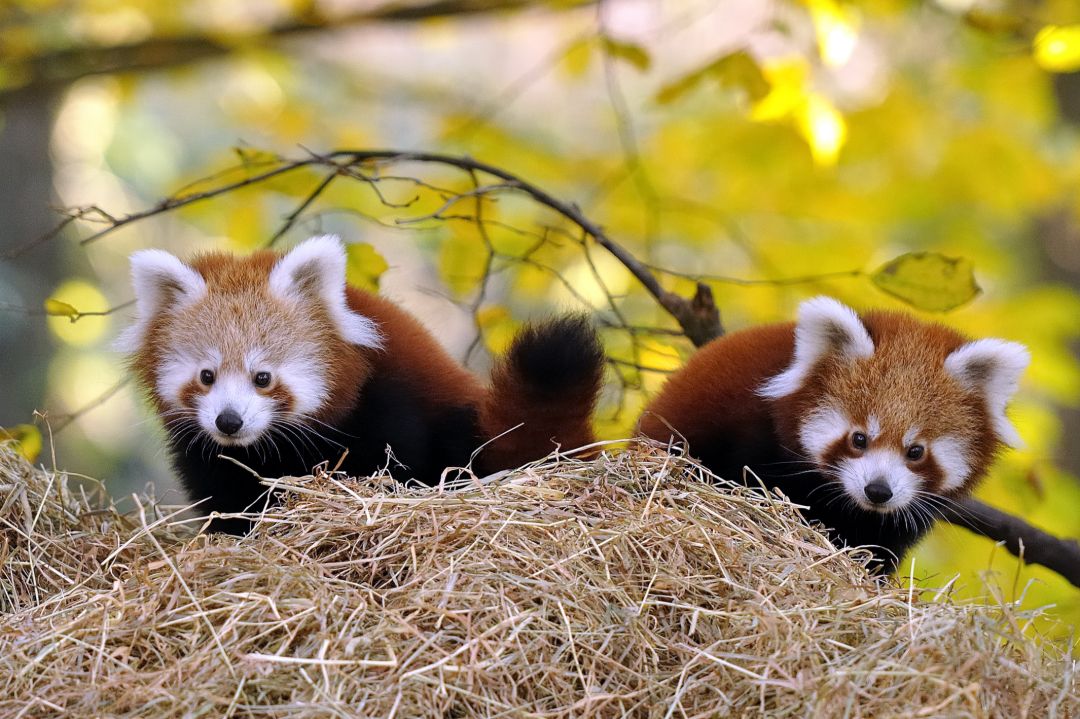 2 kleine Pandas sitzen auf einem strohbedeckten H&uuml;ttendach und schauen nach vorne. Im Hintergrund gelbes Herbstlaub.