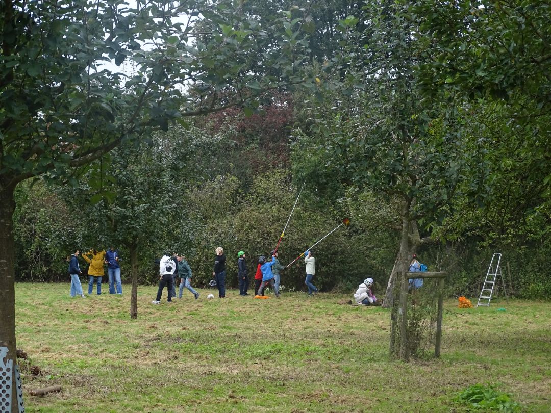 Kinder beim Apfelpfl&uuml;cken auf der Streuobstwiese