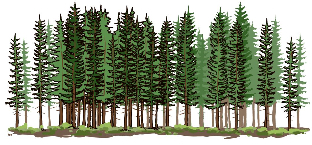 Eine Illustration von einem Nadelwald.