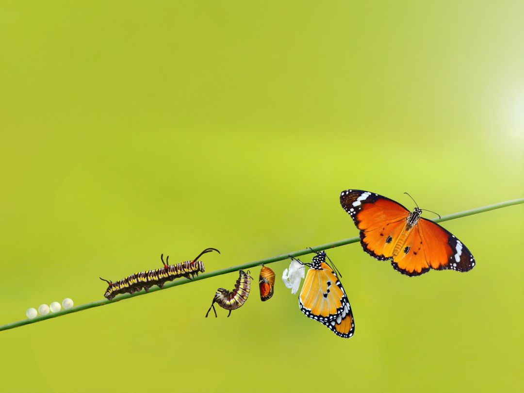 Raupen und Schmetterlinge auf einem Ast. 