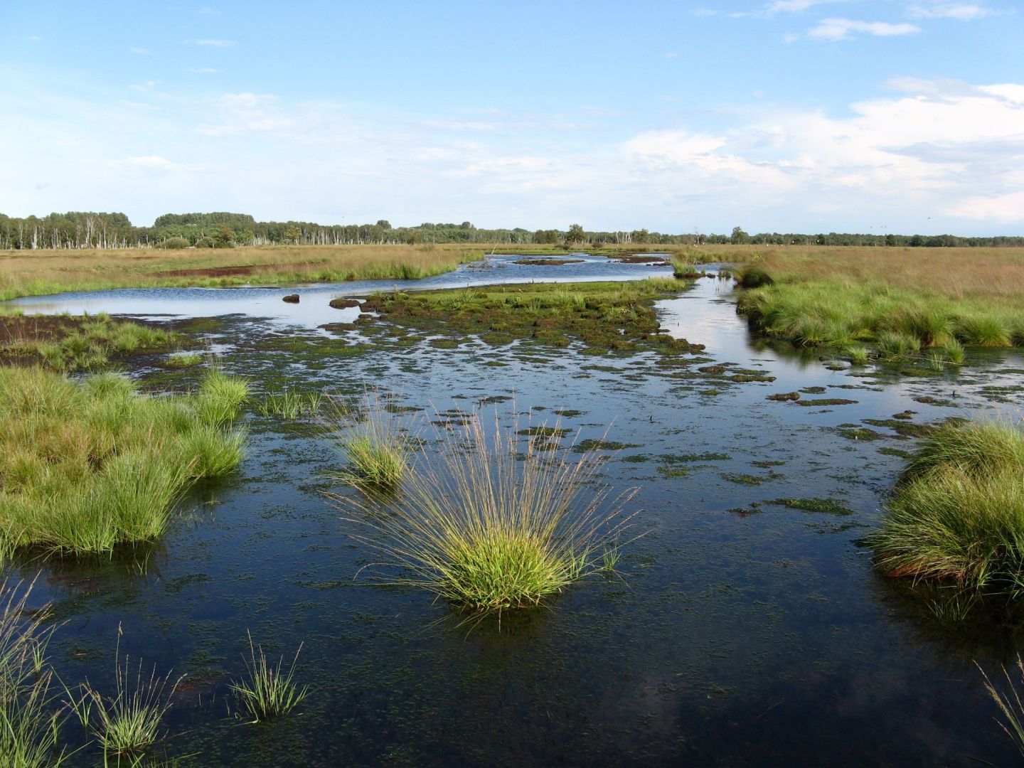 Das Gro&szlig;e Torfmoor in Hille. Die Fl&auml;che steht teilweise unter Wasser und moortypische Vegetation pr&auml;gt das Naturschutzgebiet. Im Hintergrund grenzt ein Wald mit hohem Birkenanteil an.