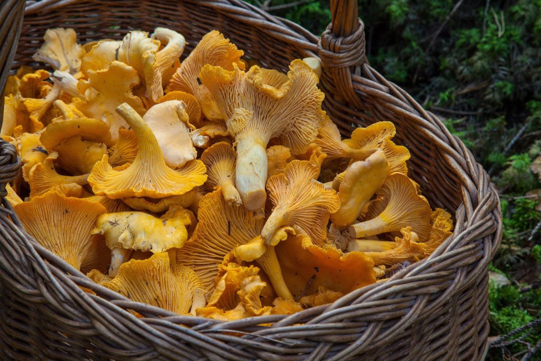 Ein geflochtener Holzkorb mit Pilzen, steht auf einem Walduntergrund.
