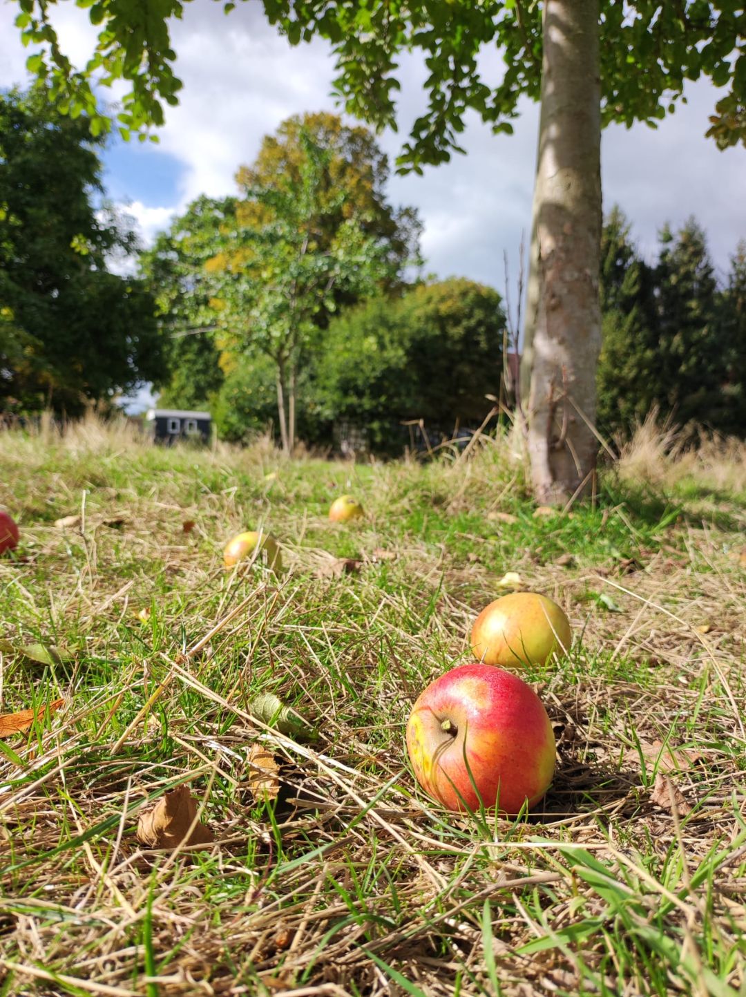 Ein Apfel liegt auf der Streuobstwiese.