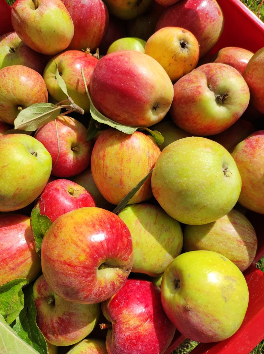 &Auml;pfel von der Streuobstwiese