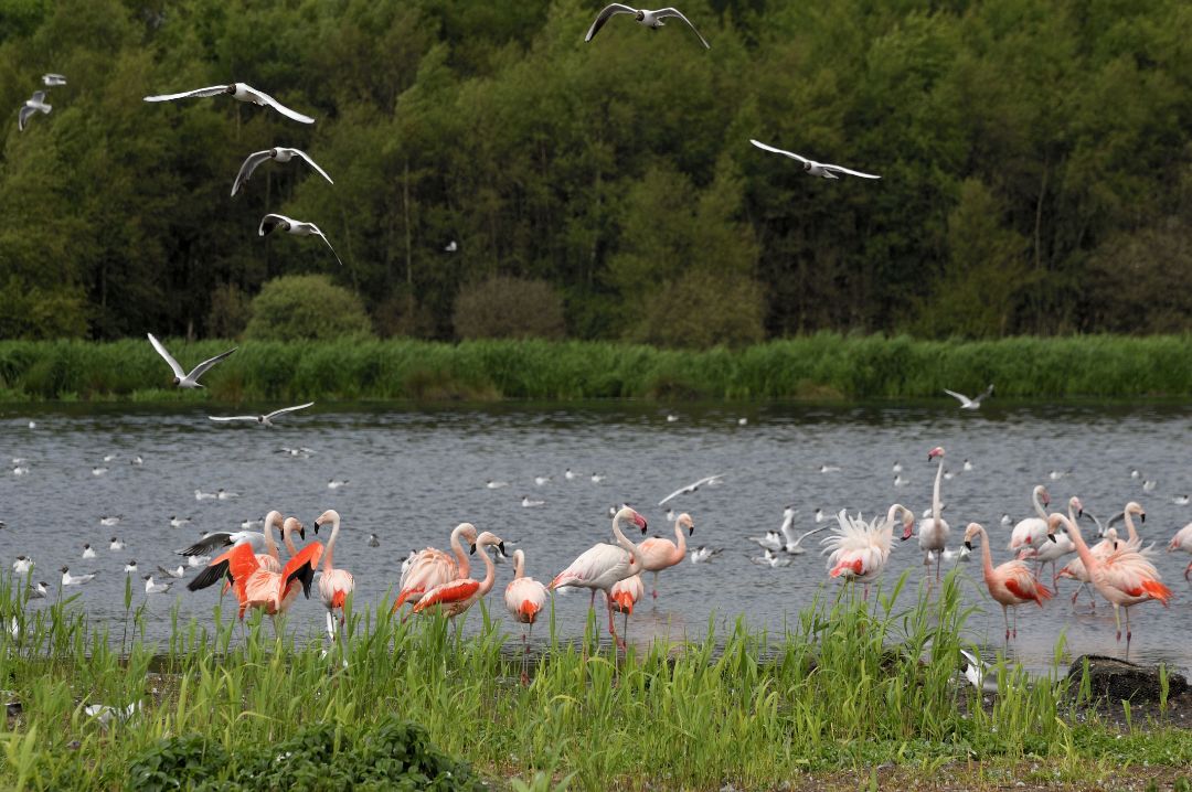 Das Foto zeigt einen See mit einer Wiese im Vordergrund und B&auml;umen im Hintergrund. Es sind Flamingos und M&ouml;wen zu sehen. 