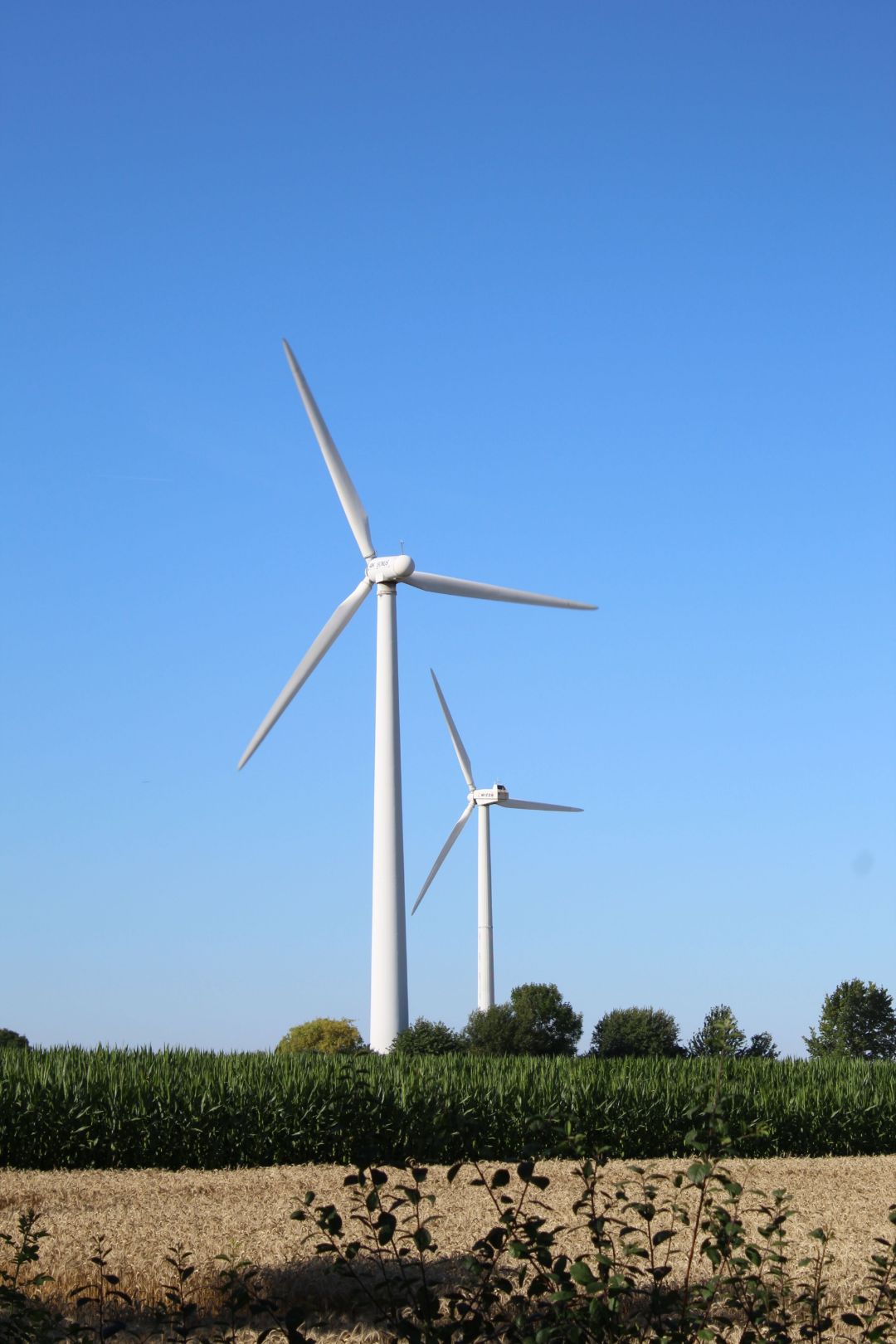 Zwei Windkraftanlagen in einem Maisfeld vor blauem Himmel.
