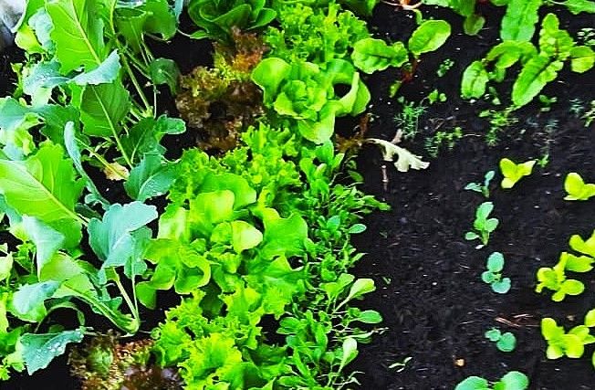 Das Bild zeigt verschiedene Gem&uuml;sesorten in einem Beet in einer Mischkultur gepflanzt.